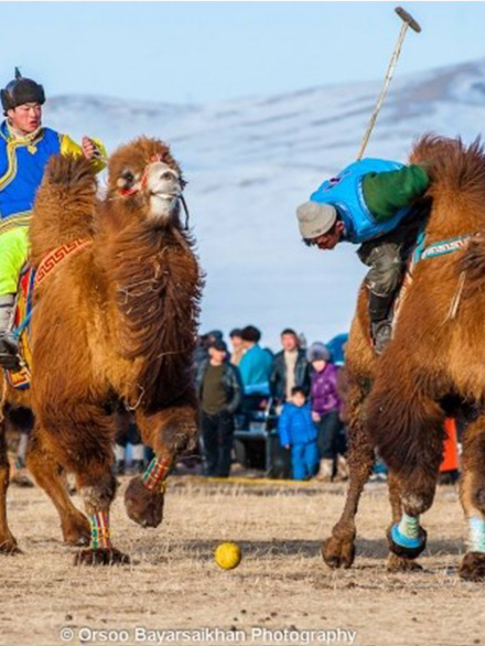 Camel polo